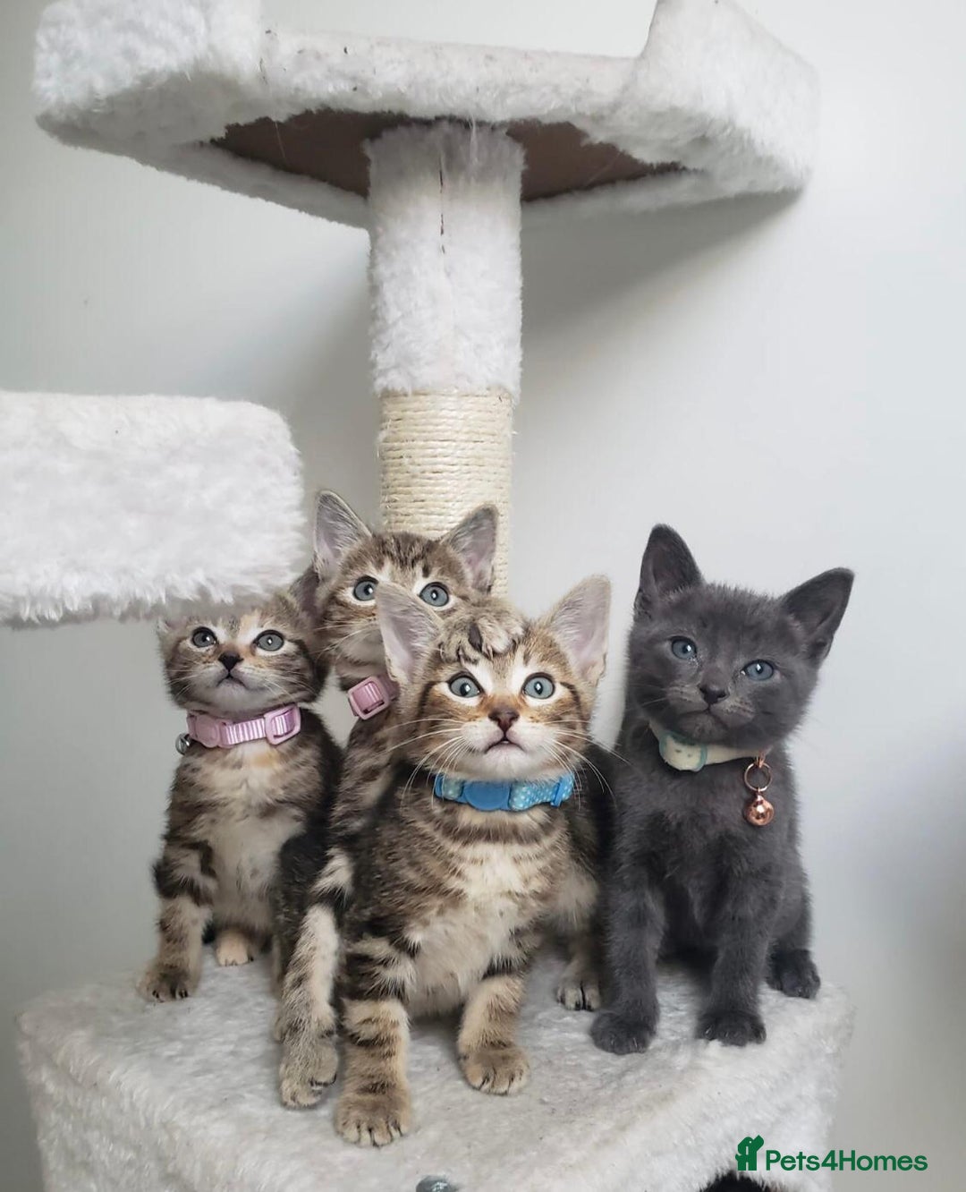 Mixed Breed cats for sale: Lovely Kittens 🤎 Grey 200, Tabby 130 - Image 6