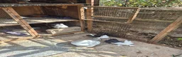 Mixed Breed birds for sale: Indian fontail - Advert 3