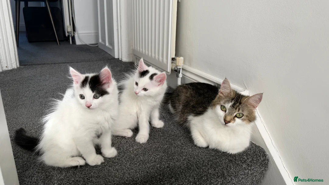 Mixed Breed cats for sale: Adorable and fluffy kittens  - Advert 12
