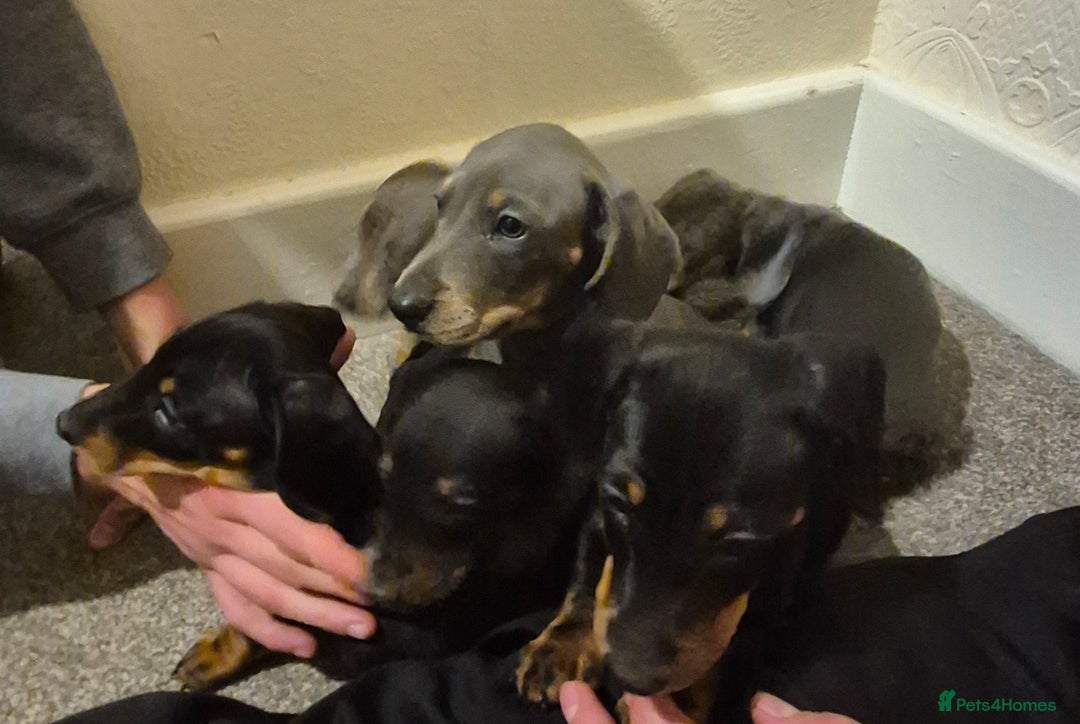 Dachshund dogs for sale: Beautiful dachshund puppies - Image 8