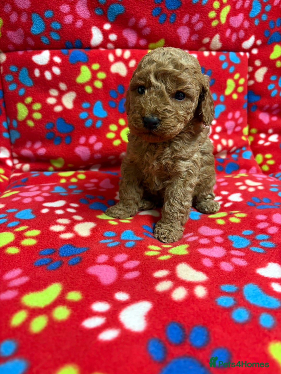 Cockapoo dogs for sale: 2 F1B cockapoo puppies 💖💙 - Advert 1