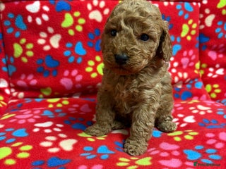 Cockapoo dogs 2 F1B cockapoo puppies 💖💙 - Advert 2