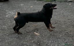 Rottweiler dogs for sale: 3 male Rottweiler pups ready to leave.  - Image 11