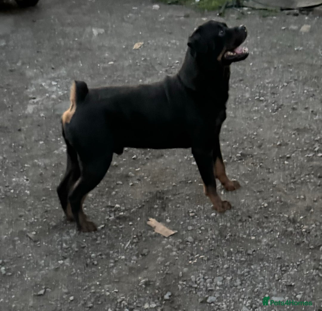 Rottweiler dogs for sale: 3 male Rottweiler pups ready to leave.  - Image 11