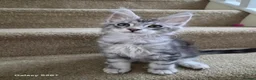 Maine Coon cats for sale: Registered and Licensed cattery - Advert 5