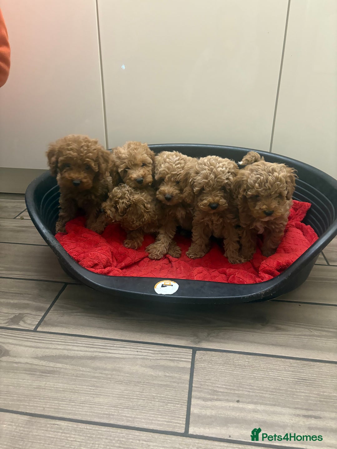 Miniature Poodle dogs for sale: Miniature poodle puppies  - Advert 6