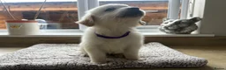 Golden Retriever dogs for sale: Gorgeous golden retriever pups - Advert 3