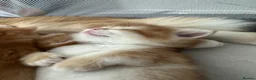 British Shorthair cats for sale: Golden shaded British Shorthair kittens Teddies  - Advert 21