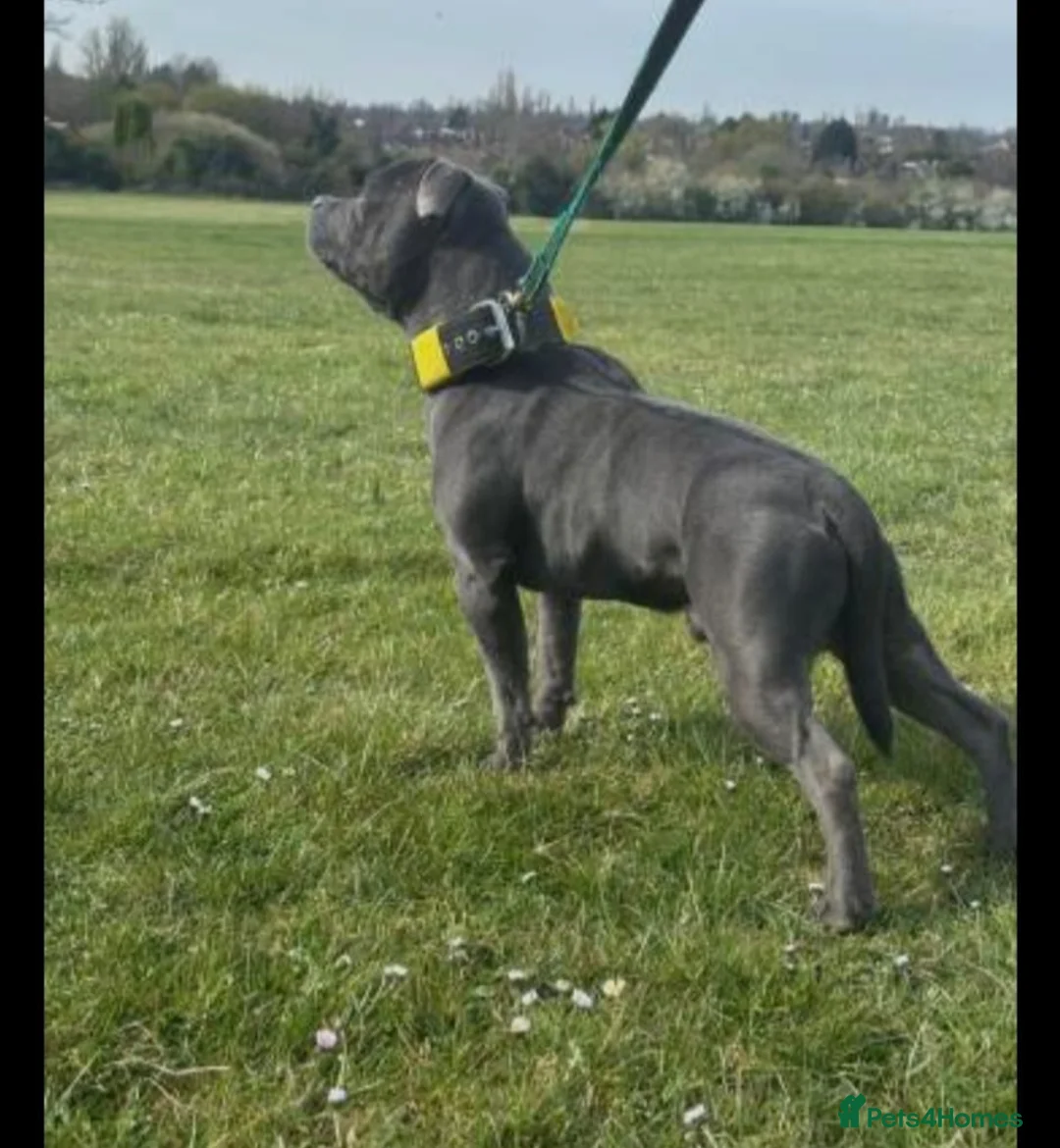 Staffordshire Bull Terrier dogs for sale: Classical staffy male pups - Advert 16