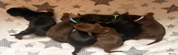 Miniature Dachshund dogs for sale: Miniature dachshund puppies - Advert 7