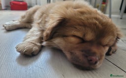 Mixed Breed dogs for sale: Pekingese mix breed puppies  - Advert 5
