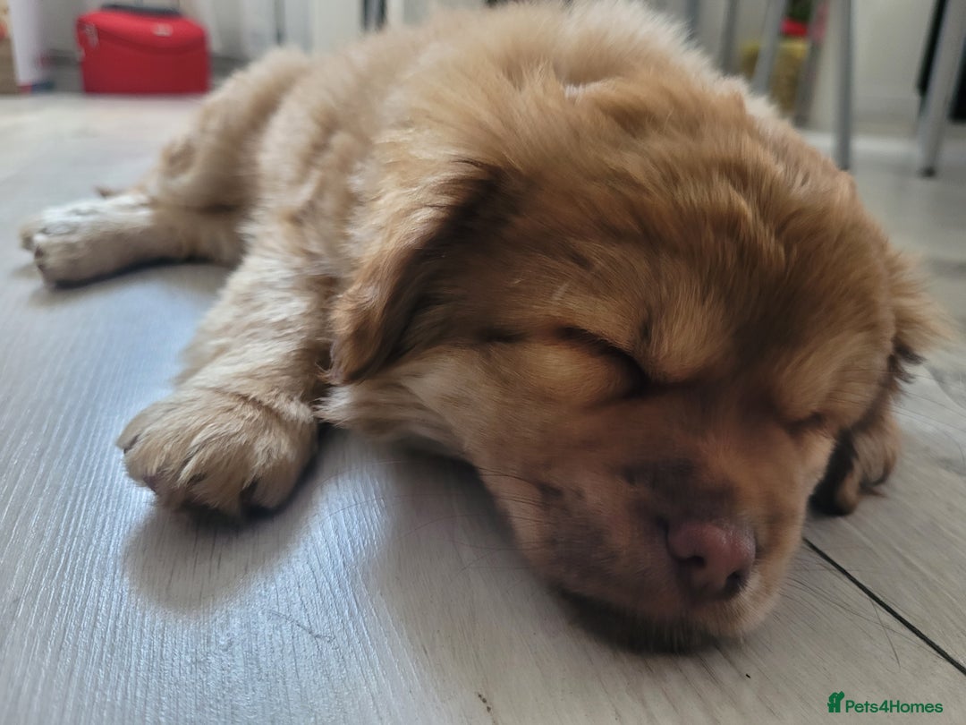 Mixed Breed dogs for sale: Pekingese mix breed puppies  - Advert 5