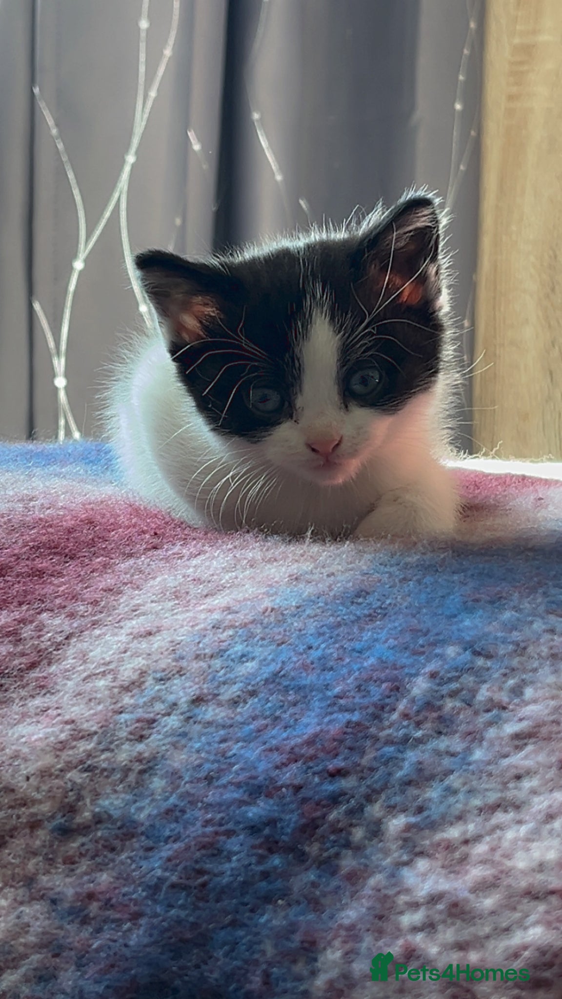 Mixed Breed cats for sale: Two little girls lett - Advert 3