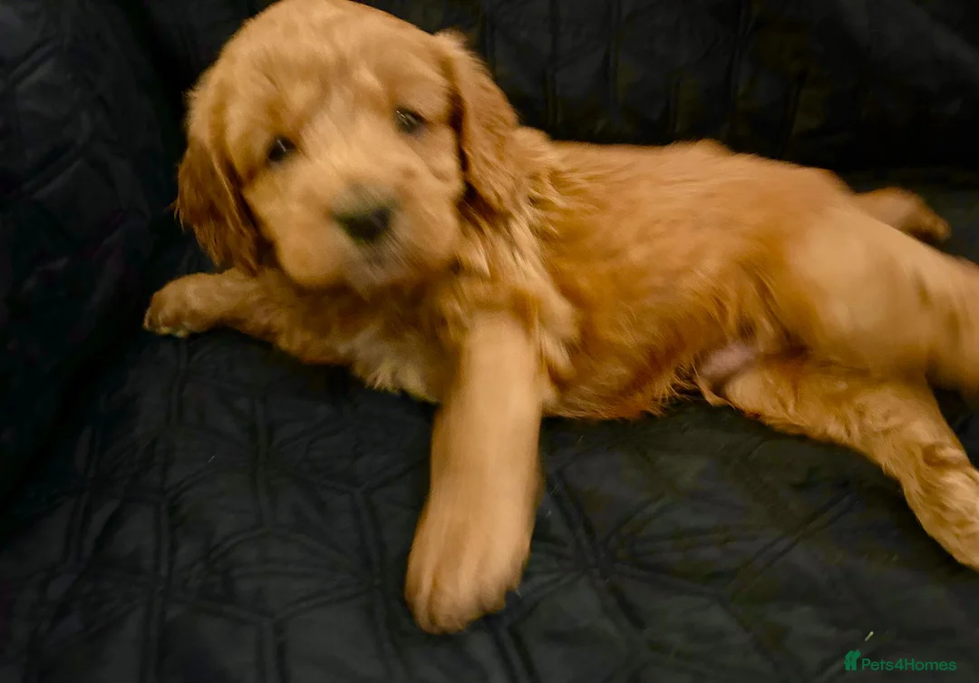 Cockapoo dogs for sale: STUNNING RED F1 HEALTH CHECKED COCKAPOOS - Advert 30