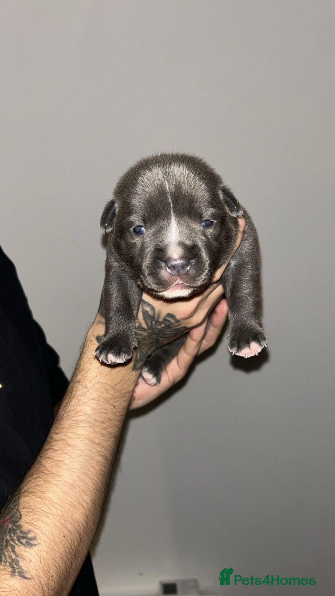 Staffordshire Bull Terrier dogs for sale: Blue staffie puppies   - Advert 13