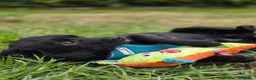 Mixed Breed dogs for adoption: ❤️🐶 MONICA – PURE AFFECTION IN A SMALL BODY in Burton-on-Trent - Advert 14