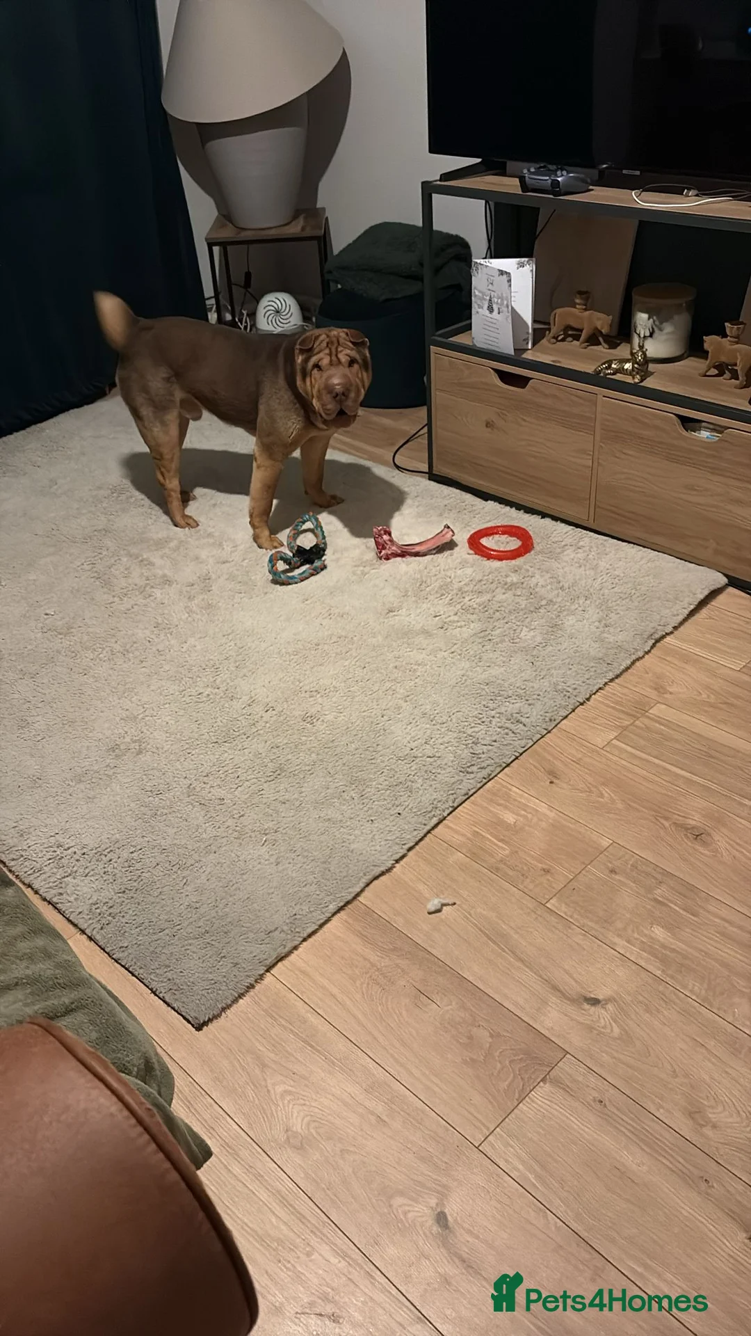 Shar Pei dogs for sale: Rolo our loving Shar Pei in Erith - Advert 13