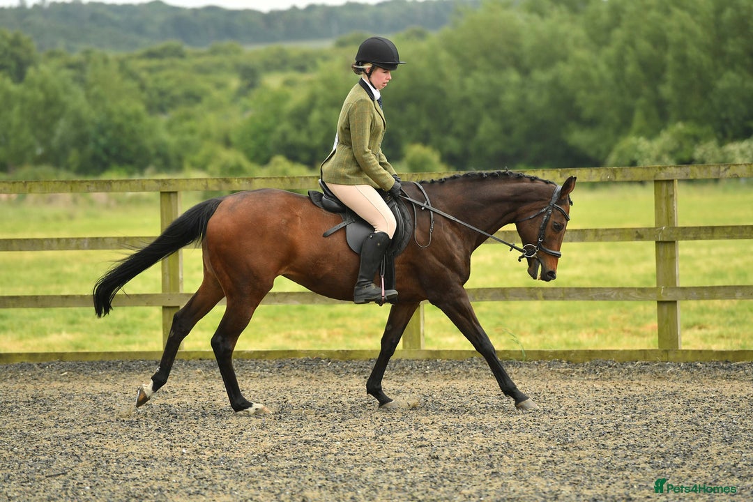 English Thoroughbred horses for sale: 15.2 thoroughbred mare - Image 1