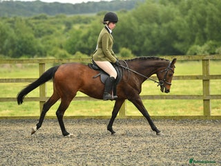 English Thoroughbred horses - Advert 23