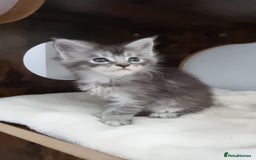 Maine Coon cats for sale: Pedigree GCCF Maine Coon Kitten available  - Image 24