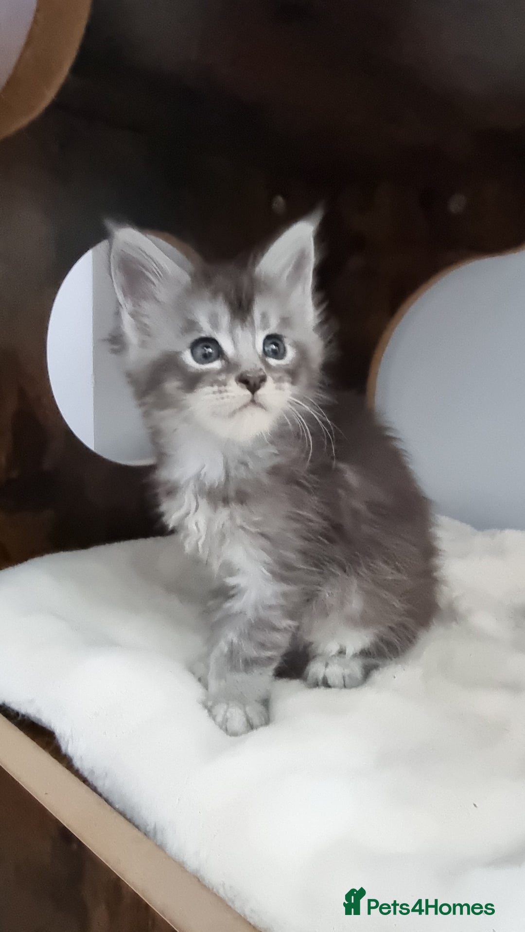 Maine Coon cats for sale: Pedigree GCCF Maine Coon Kitten available  - Image 24