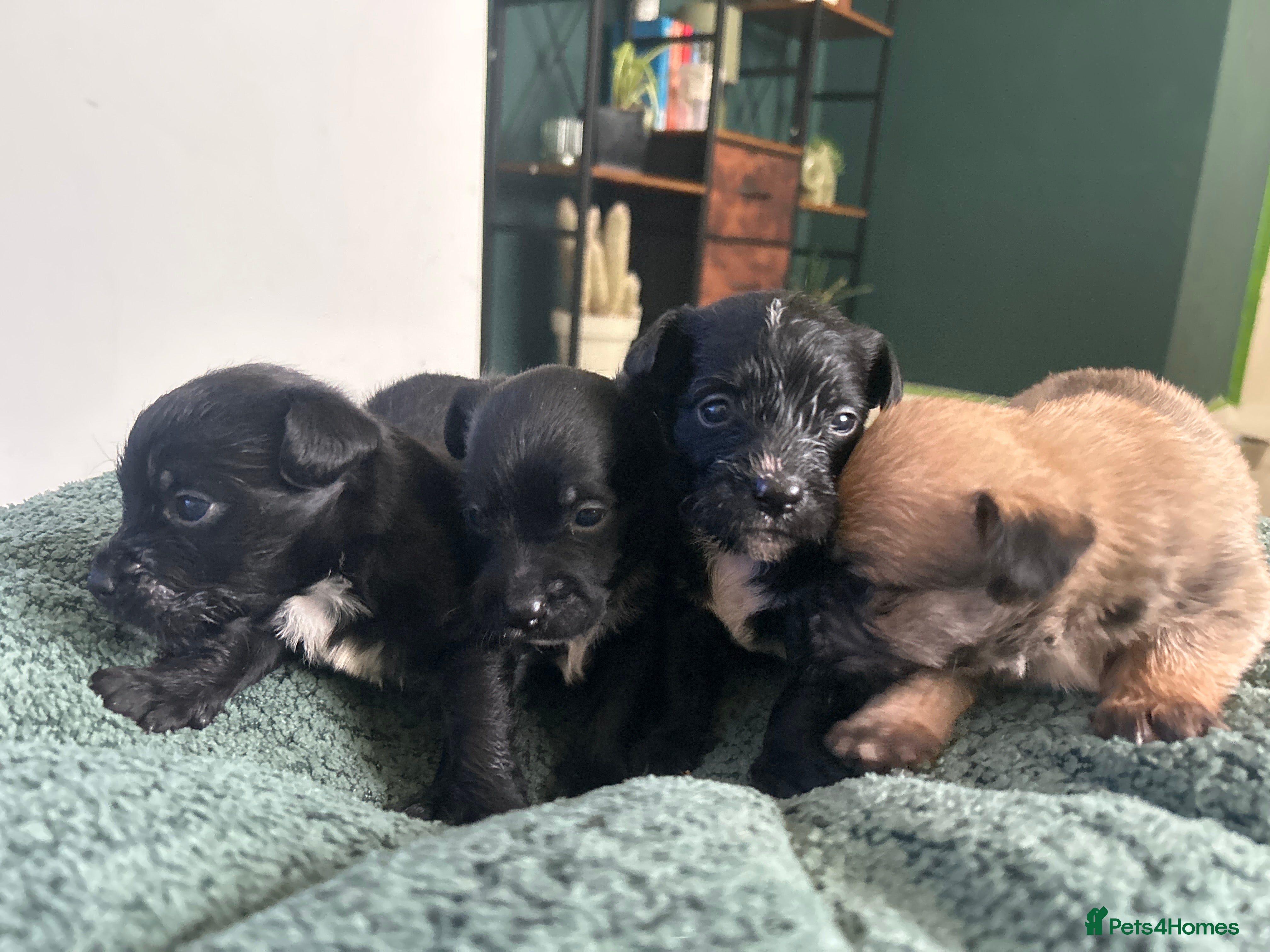 Mixed Breed dogs 4 Stunning Jackapoos - Advert 4