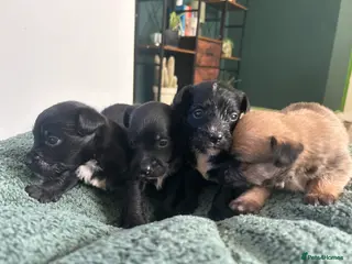 Mixed Breed dogs 4 Stunning Jackapoos - Advert 4