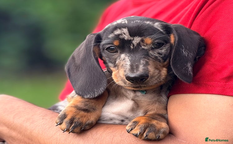 Miniature Dachshund dogs - Advert 3