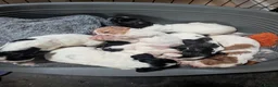 Cocker Spaniel dogs for sale: Stunning working cocker spaniels  - Advert 6