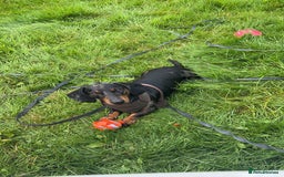 Miniature Dachshund dogs for stud: PROVEN-KC STUD minature smooth haired dachshund in Catterick Garrison - Image 1