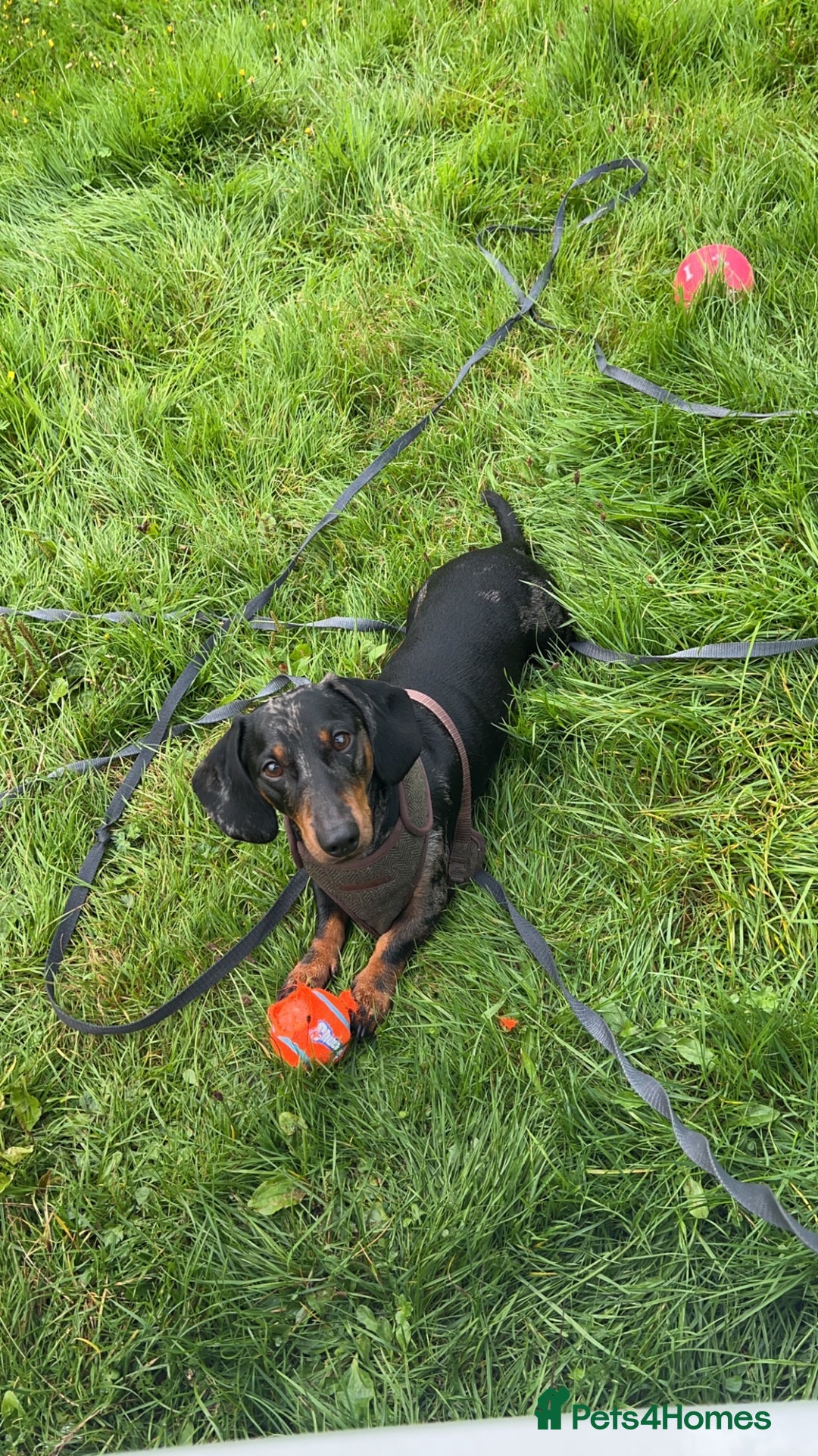 Miniature Dachshund dogs for stud: PROVEN-KC STUD minature smooth haired dachshund in Catterick Garrison - Image 1