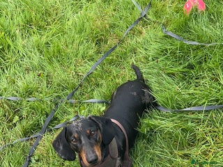Miniature Dachshund dogs in Catterick Garrison - Advert 16