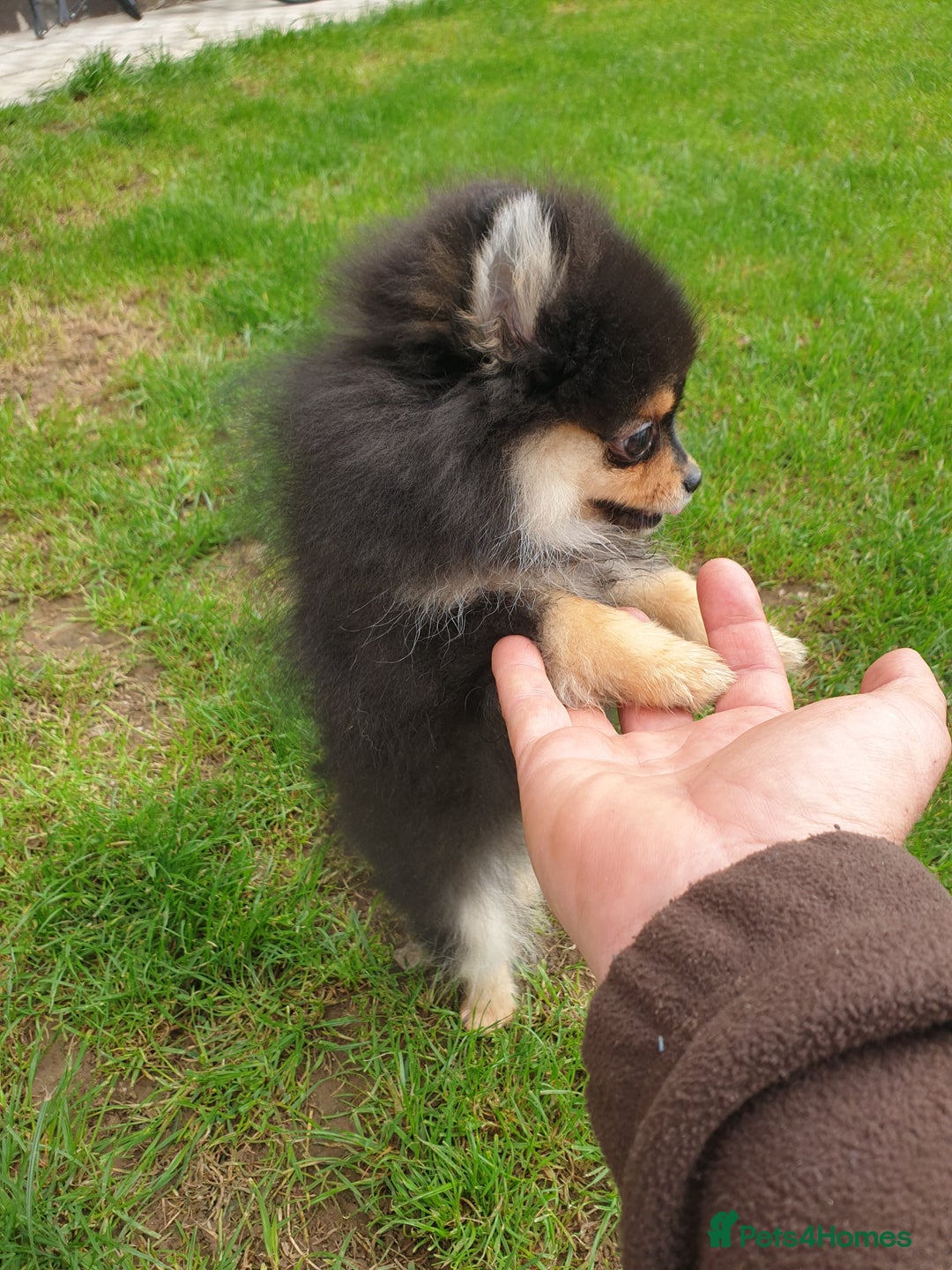 Pomeranian dogs for sale: STANN in Bradford - Image 4