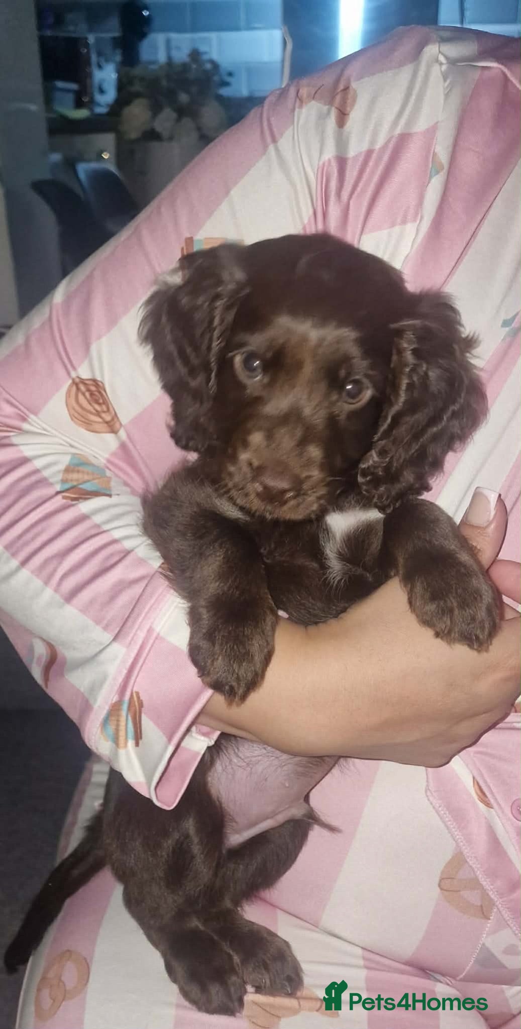 Mixed Breed dogs cavapoo - Advert 1