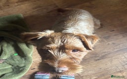 Patterdale Terrier dogs for sale: Patterdale Terrier Charlie - Image 7