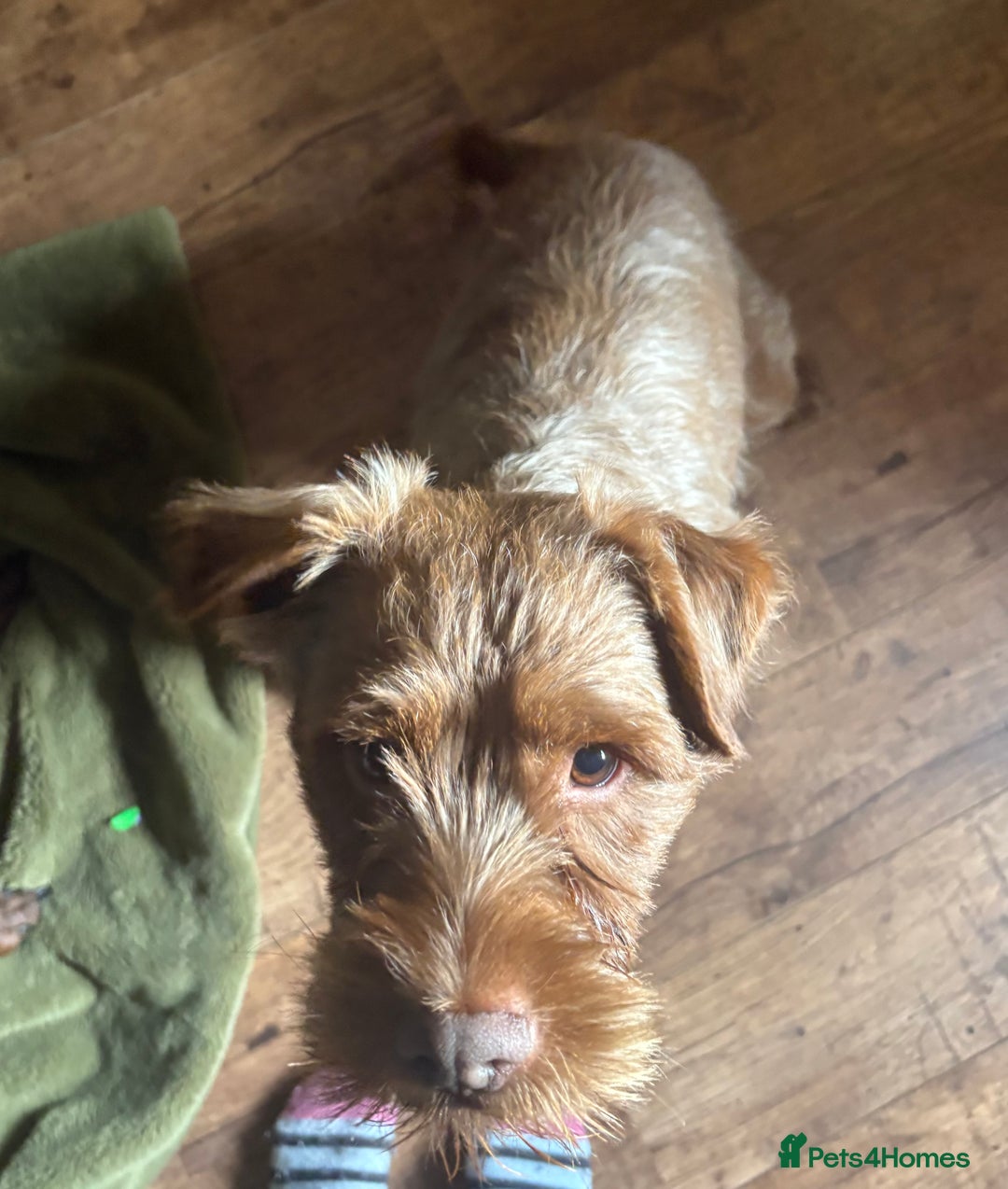 Patterdale Terrier dogs for sale: Patterdale Terrier Charlie - Image 7