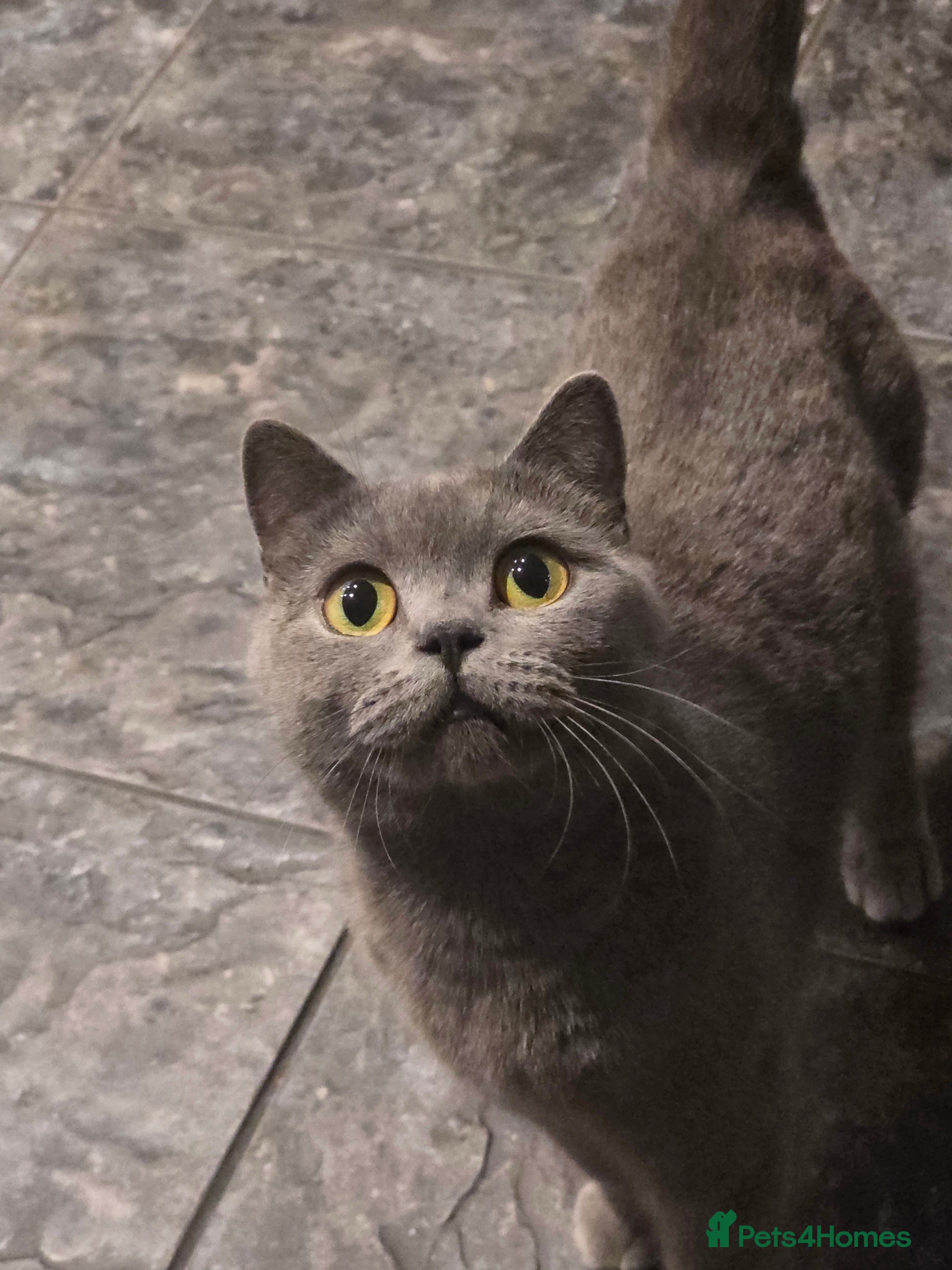 Mixed Breed cats Mum is a blue British shorthair  - Advert 1