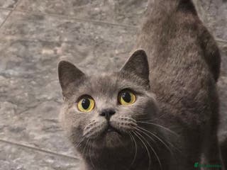 Mixed Breed cats Mum is a blue British shorthair - Advert 19