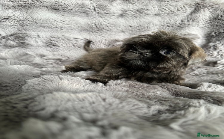 Shih Tzu dogs - Advert 2