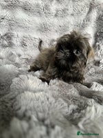 Shih Tzu dogs - Advert 15