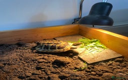Tortoise reptiles for sale: Herman’s tortoise  - Image 6