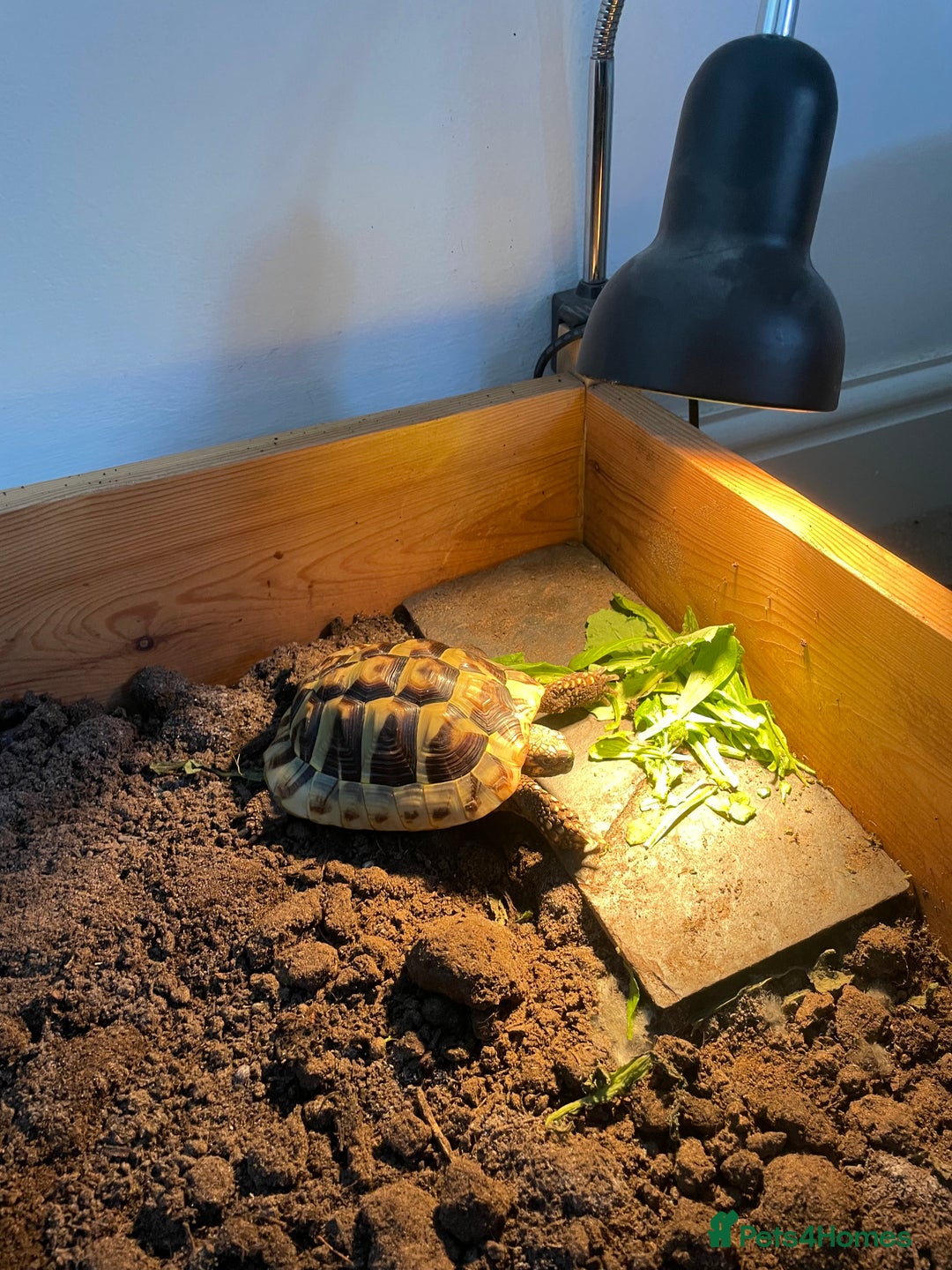 Tortoise reptiles for sale: Herman’s tortoise  - Image 6