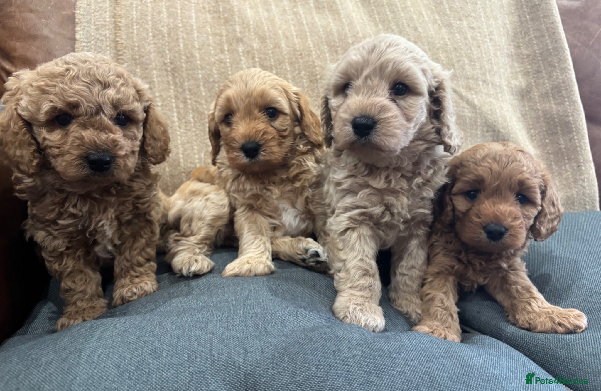 Cavapoochon dogs Beautiful Cavapoochon Puppies - Advert 2
