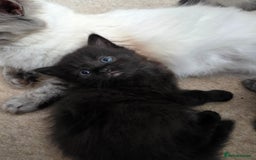 Ragdoll cats for sale: Beautiful mix Ragdoll cross Norwegian forest  - Image 8