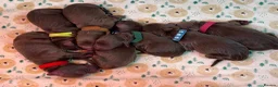 Cocker Spaniel dogs for sale: Kennel club working cocker spaniels  - Advert 27