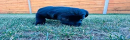 Labrador Retriever dogs for sale: KC Registered Labrador Puppies 🐾🐾🐾 - Advert 4