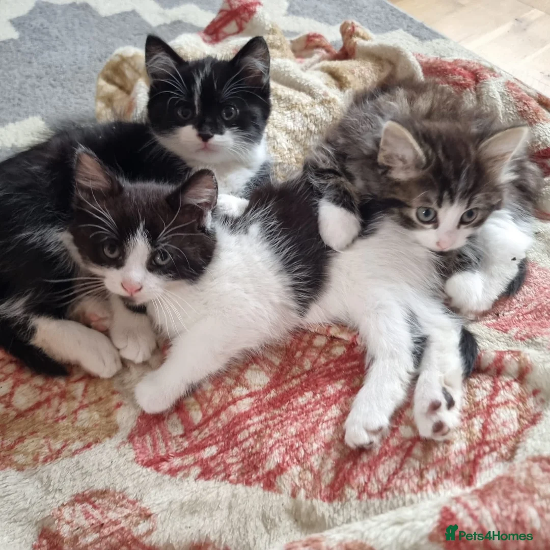Mixed Breed cats for sale: 5 Beautiful Kittens For Sale!!!!! - Advert 1