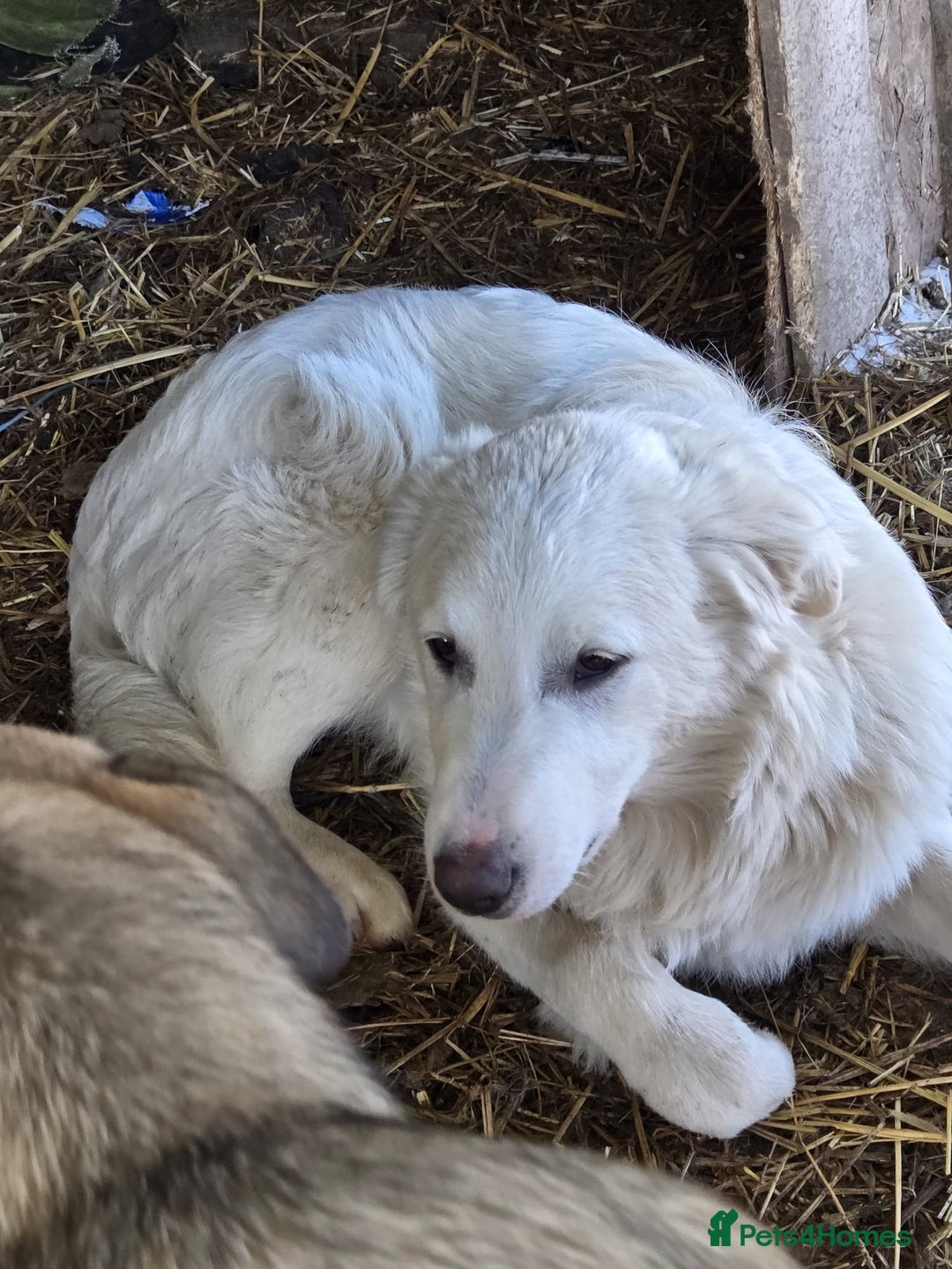 Mixed Breed dogs for adoption: 🐾 Meet BOBBY – Gentle Soul with a Quiet Heart🤍🐶 - Advert 2