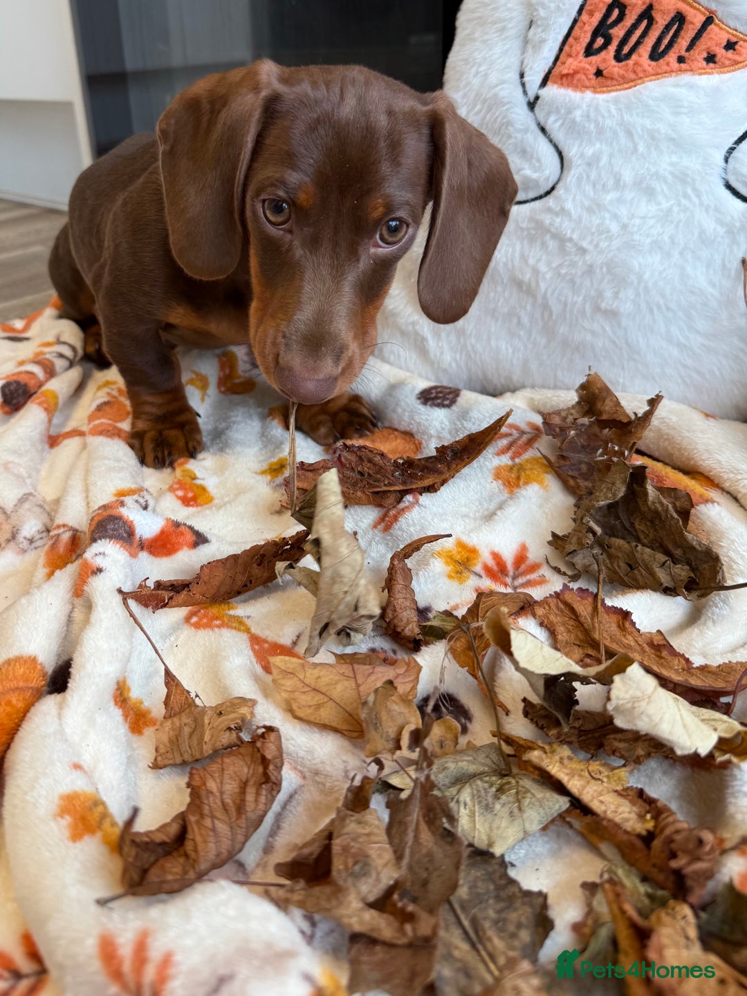 Miniature Dachshund dogs for sale: Perfect Miniature dachshund  - Image 10
