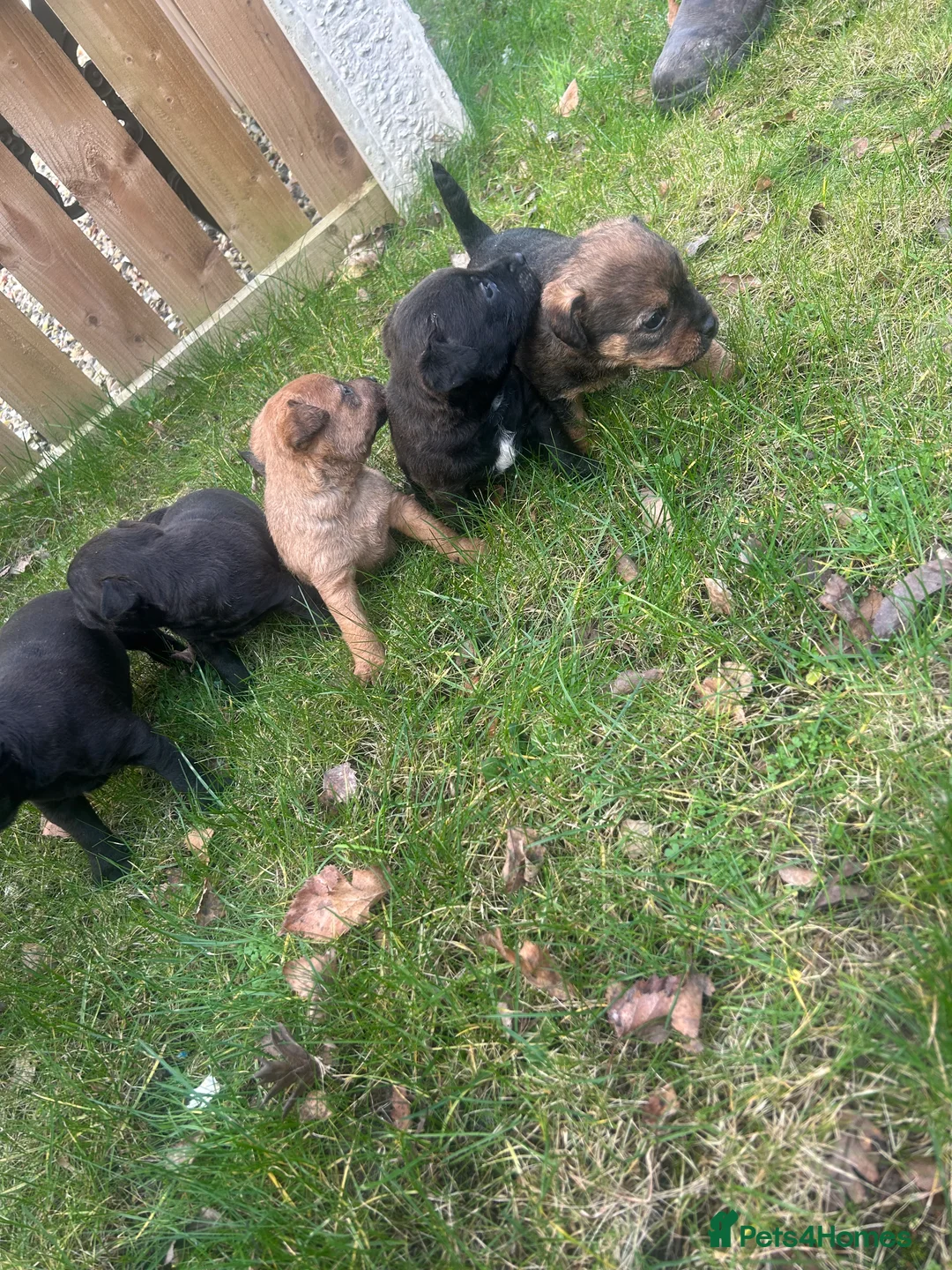 Patterdale Terrier dogs for sale: Stunning Patterdale pups  - Advert 7